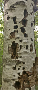 Woodpecker Tree