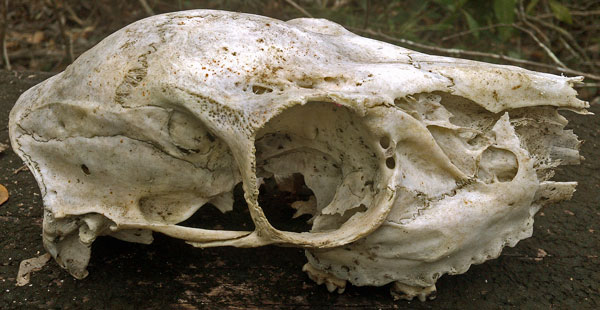 Deer Skull