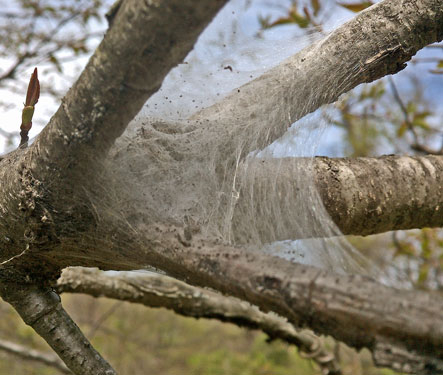 Tent Caterpillar