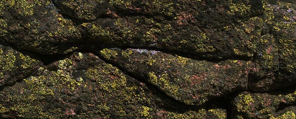 Lichen