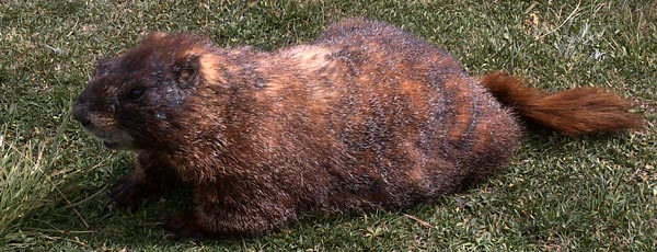 Yellow Bellied Marmot