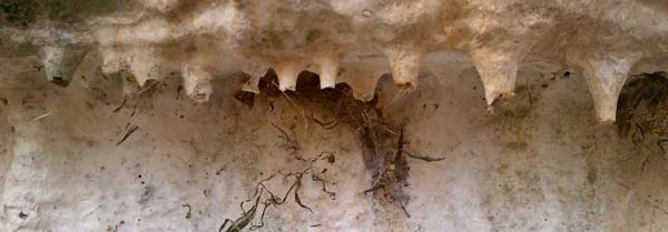 Stalagtite Straws from Dissolving Cement