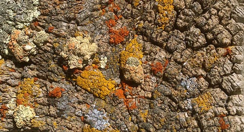 Lichen