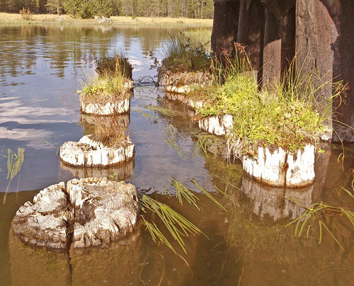 Trestle Pilings