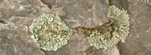 Lichen