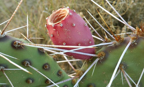 Prickly Pear Fruit