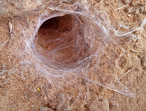 Silk Lined Tunnel