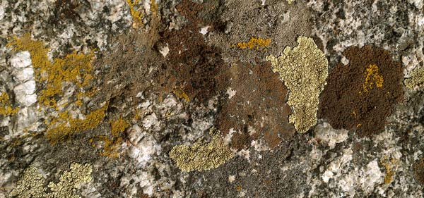 Lichen