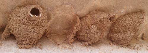 Mud Swallow Nests