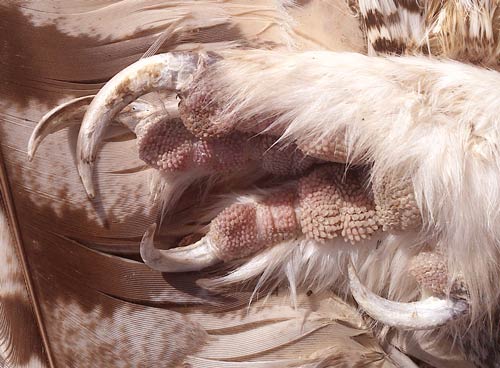 Owl Foot