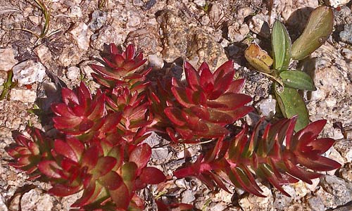 Red Alpine Plant