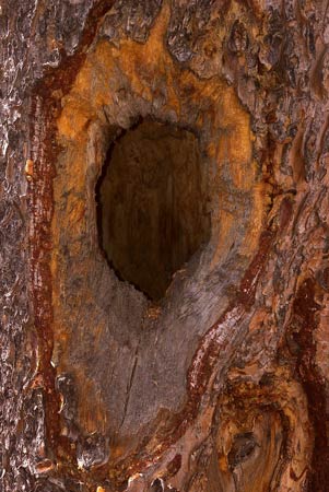 Woodpecker Hole