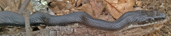 Rat Snake