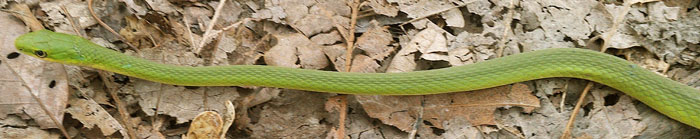 Rough Green Snake