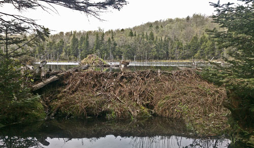 Beaver Dam and Lodge