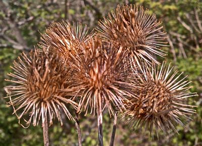 Dry Flowers