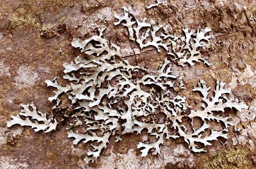 Lichen