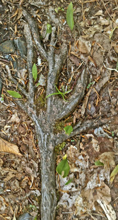 Tree Root