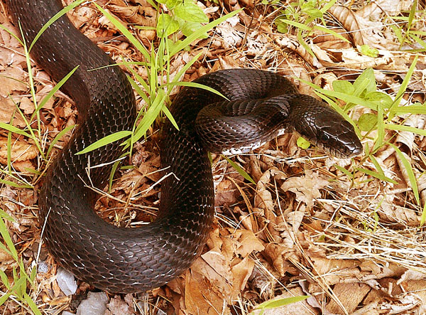 Black Rat Snake