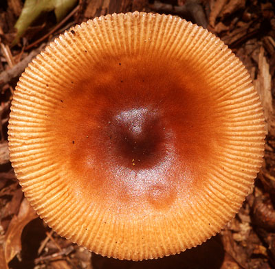 Mushroom