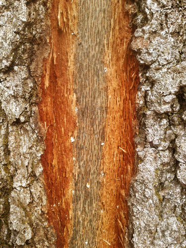 Bark Removed by Lightning