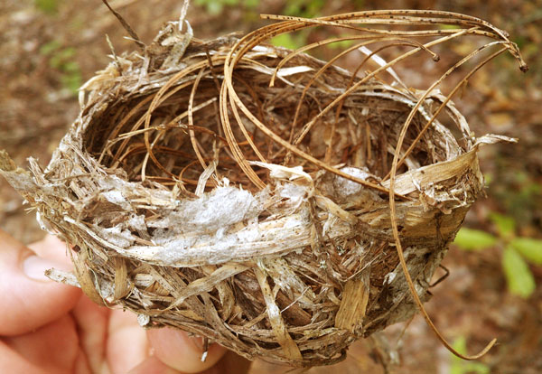 Bird Nest