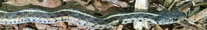 Garter Snake