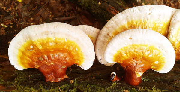 Shelf Fungus