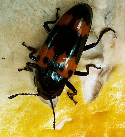 Shelf Fungus and Beetle