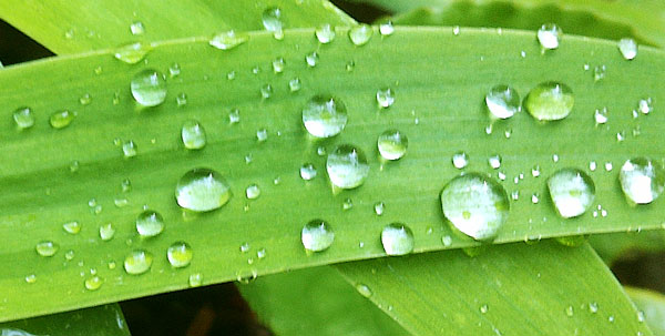 Wet Grass