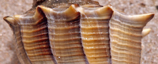 Cone Shell