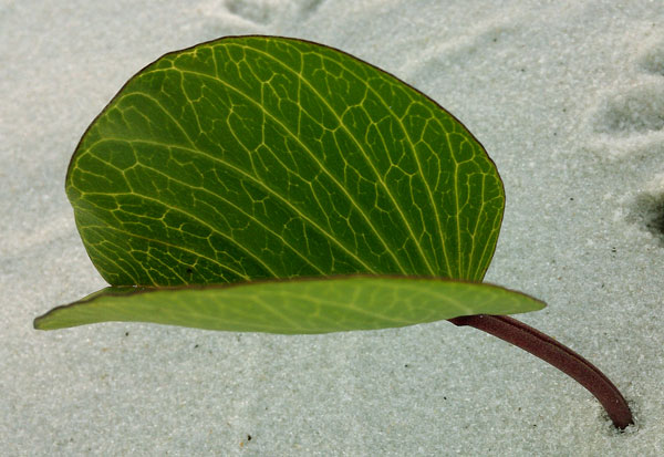 Leaf