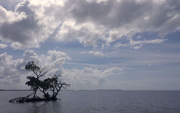 Mangrove