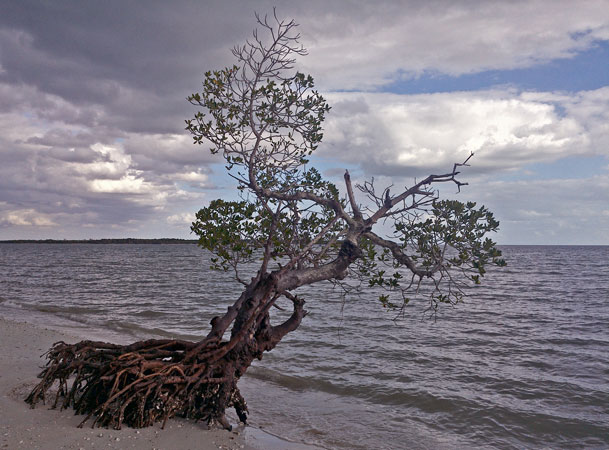 Mangrove