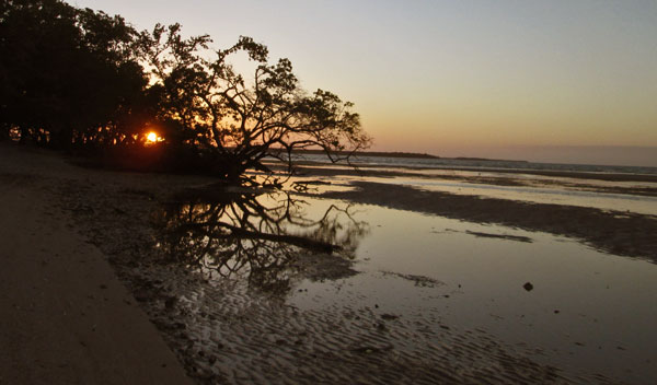 Mangrove