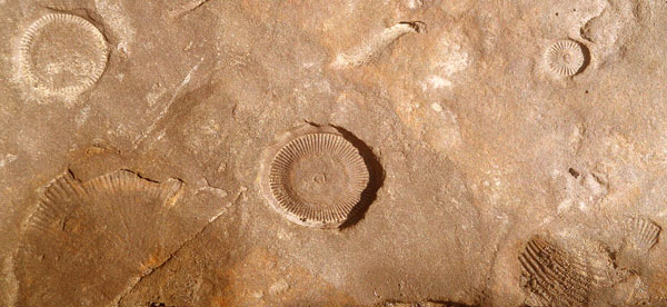 Fossils