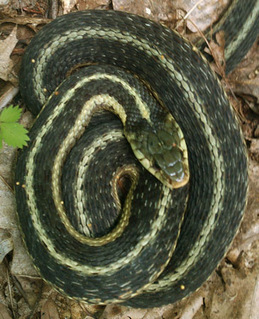 Garter Snake