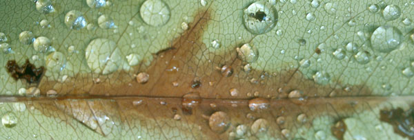 Rain on Leaf