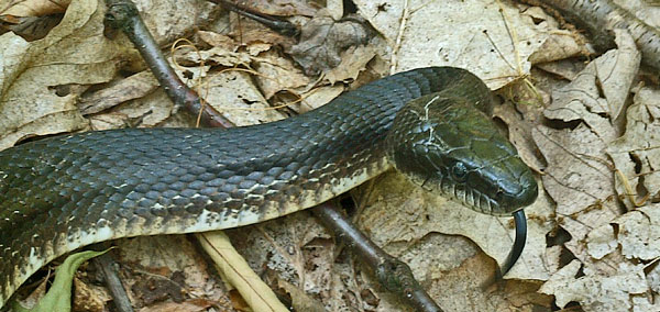 Black Rat Snake