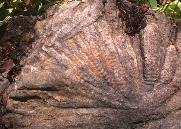 Fossils