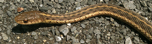 Garter Snake