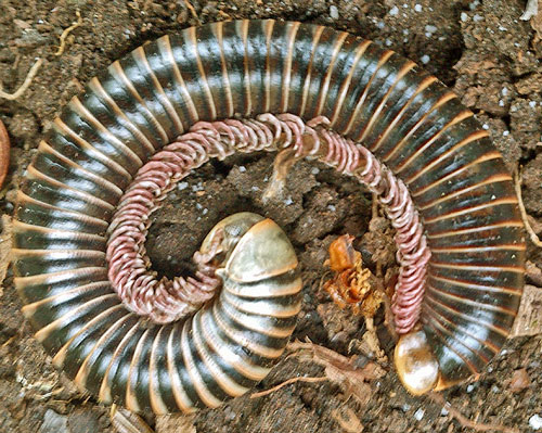 Millipede