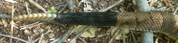 Black Tipped Rattlesnake Tail
