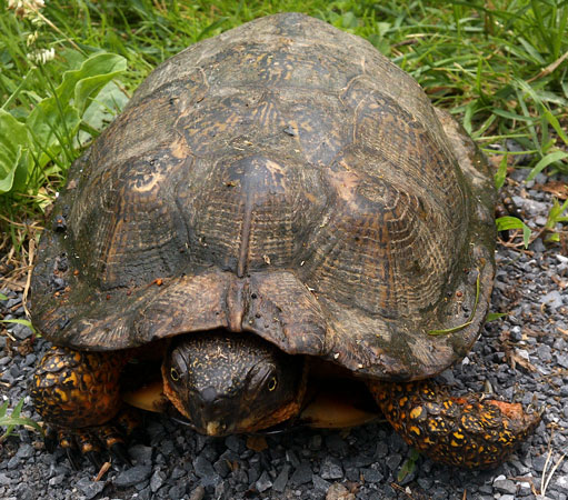 Box Turtle