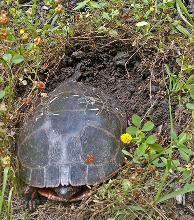 Turtle Laying Eggs