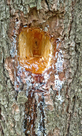 Woodpecker Hole, Flowing Sap