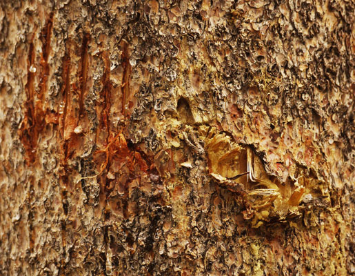 Black Bear Claw and Bite Marks