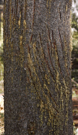 Many Bear Scratches on Tree