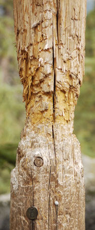 Bear Chewed Utility Pole