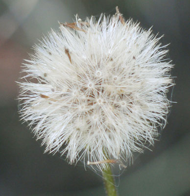 Dandelion